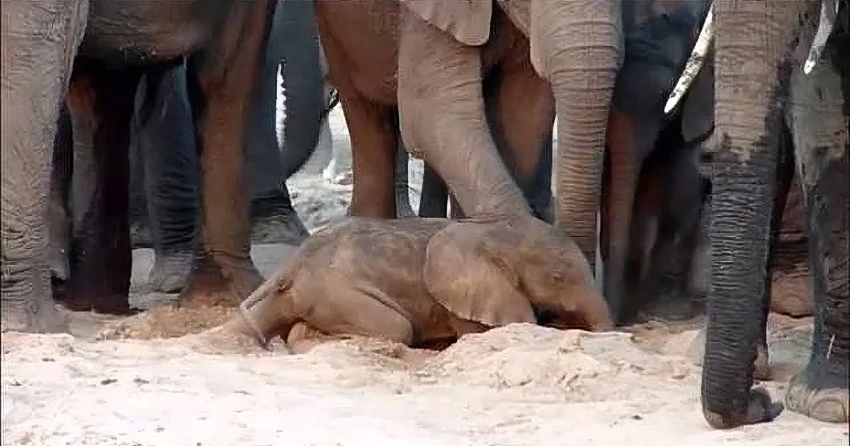 A baby elephant lies on the ground, surrounded by a group of adult elephants.