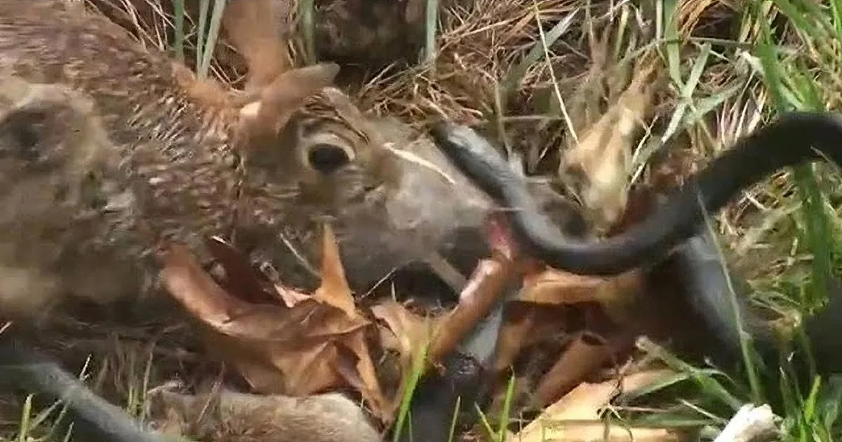 Rabbit Saw a Snake Enter Her Babies' Nest, but What She Did Next? My Heart Stopped! Whoa!