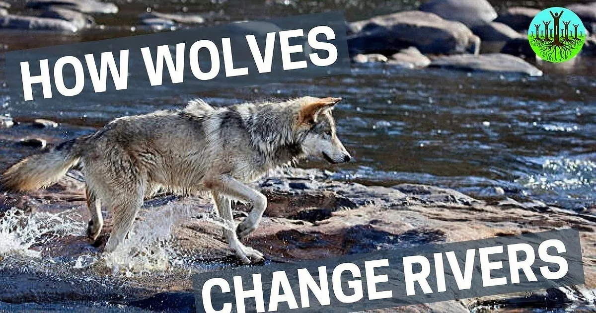 A Huge Population of Deer Was Destroying This Area, but What These Wolves Did Next? Whoa!