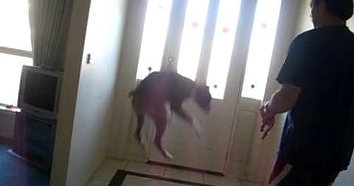 A dog stands near a sliding glass door, with a person in the background holding a leash.