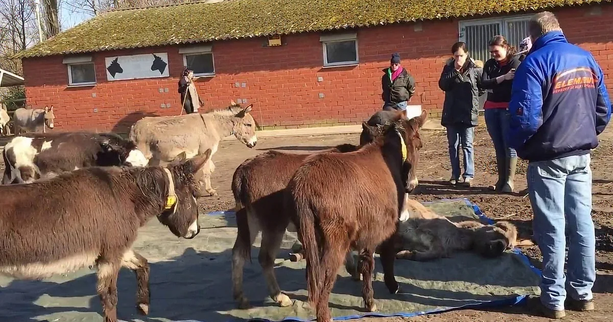Donkeys are being treated on a blue tarp in a farm setting with people observing.