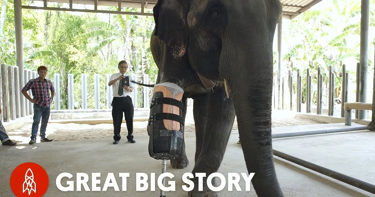 Elephant Walks Towards the Doctors, but Don''t Take Your Eyes off of Her Right Front Leg
