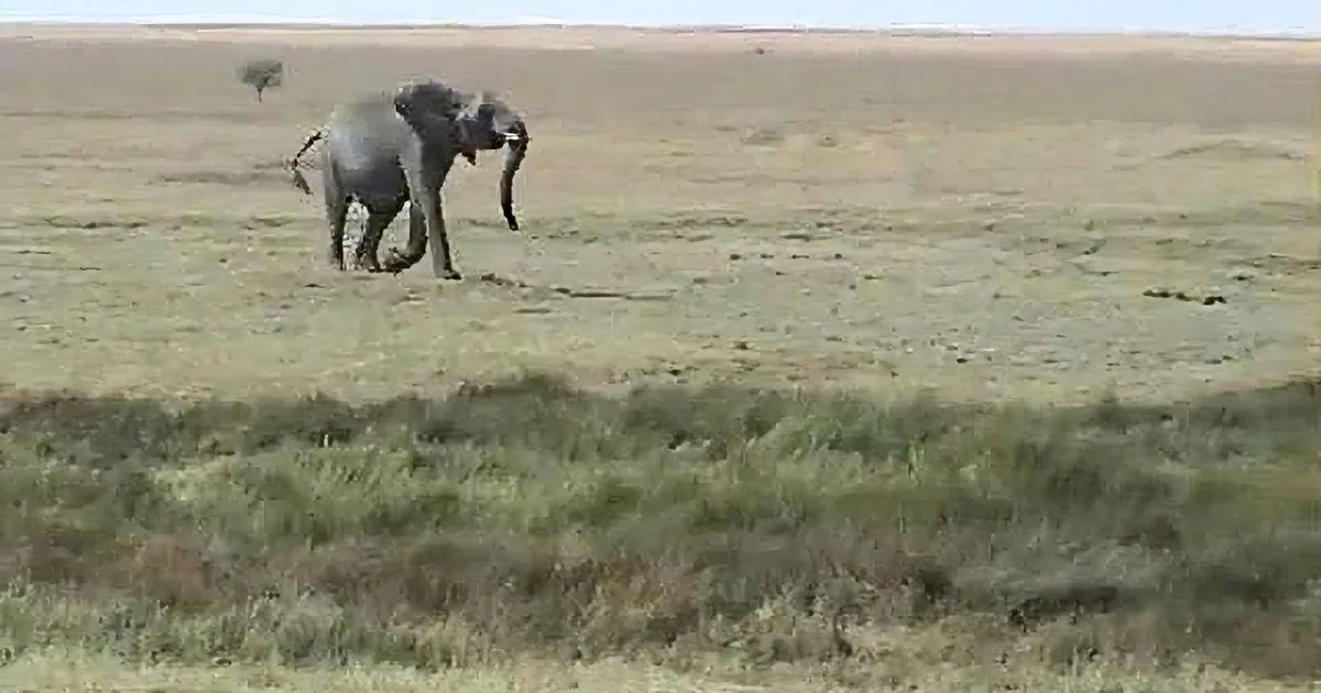 An elephant walks across a grassy savanna landscape under a clear sky.