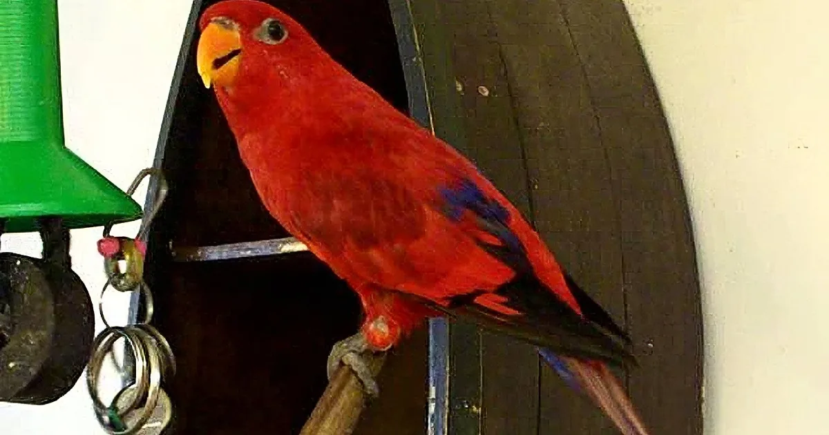 Little Bird Asks His Dad ''What Do You Want?'' but His Next Word Made Me Lose It! so Precious!
