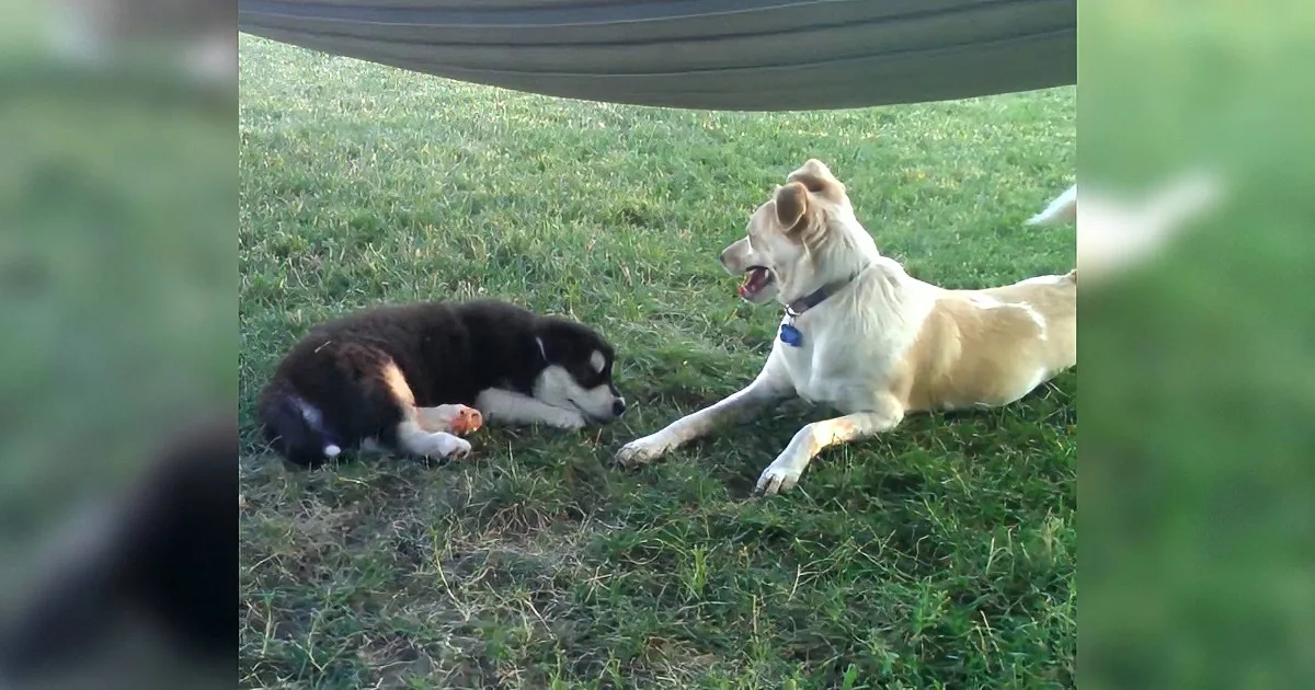Two dogs, one black and white, one tan, are lying on grass, appearing relaxed and playful.