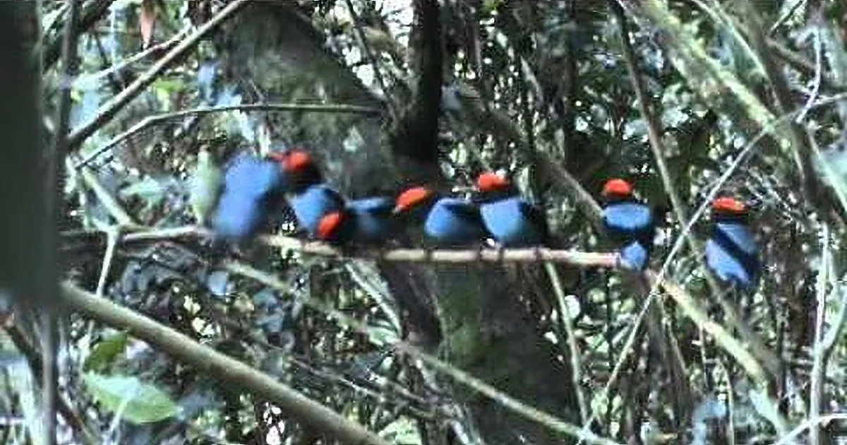 6 Little Males Try to Impress a Female Bird. but After a Few Seconds? You''ll Be in Stitches!