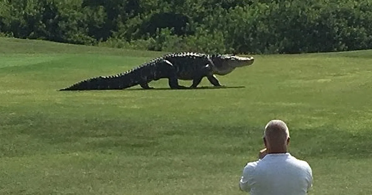 Um, Hazard on the Course? Giant Alligator Plays Through. OMG