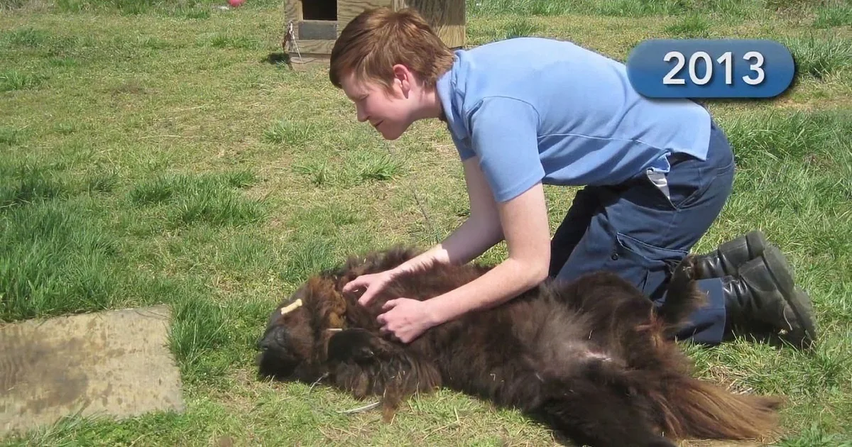A person in a blue shirt pets a brown dog lying on the grass in a sunny outdoor setting.