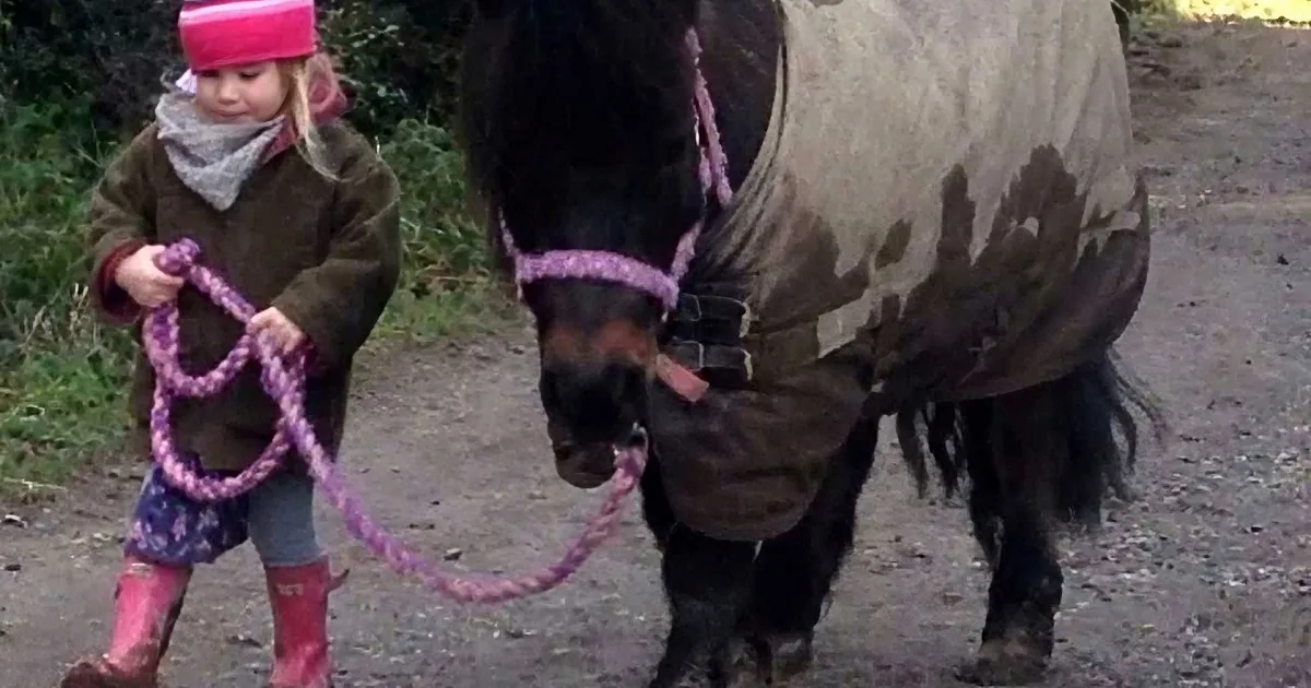 A child in pink attire holds a purple rope, leading a horse with a blanket and bridle.
