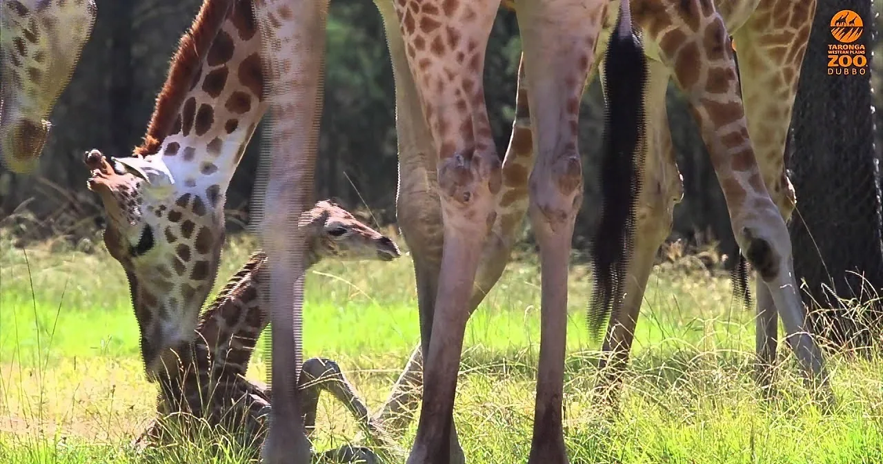 A group of giraffes stands in a grassy field, their long necks and legs visible.