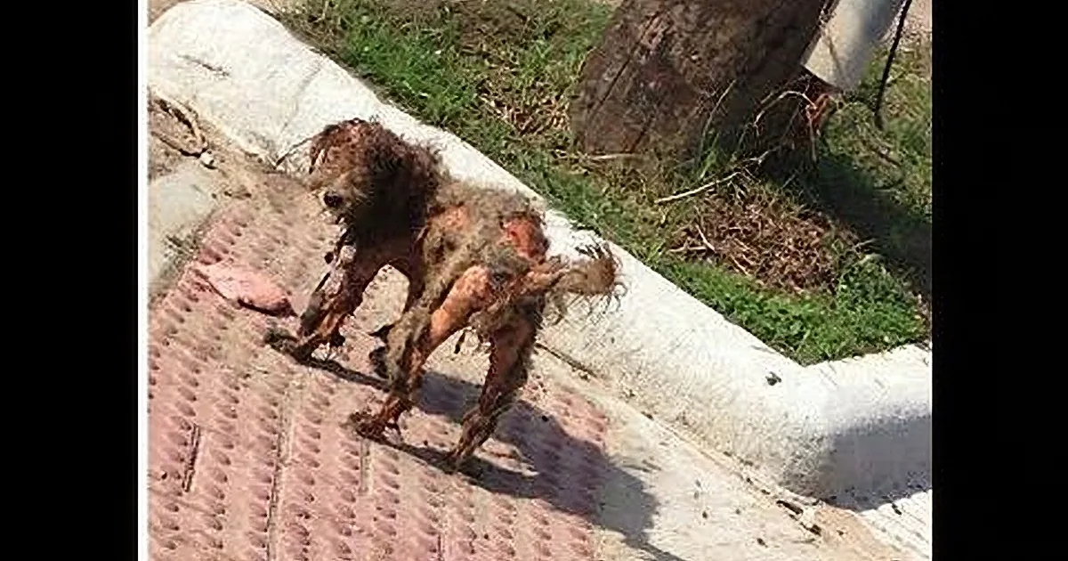 A dog with matted fur and a bandaged leg is lying on a brick path near a tree.