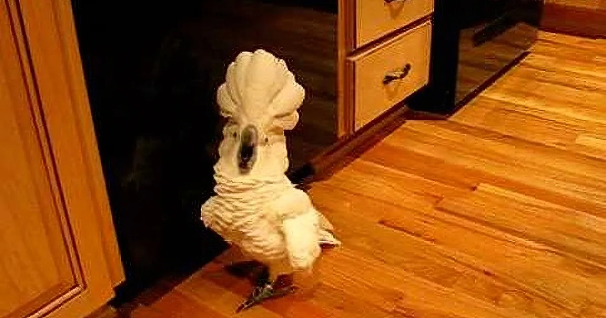A white cockatoo with a crest stands on a wooden floor near a dark cabinet.