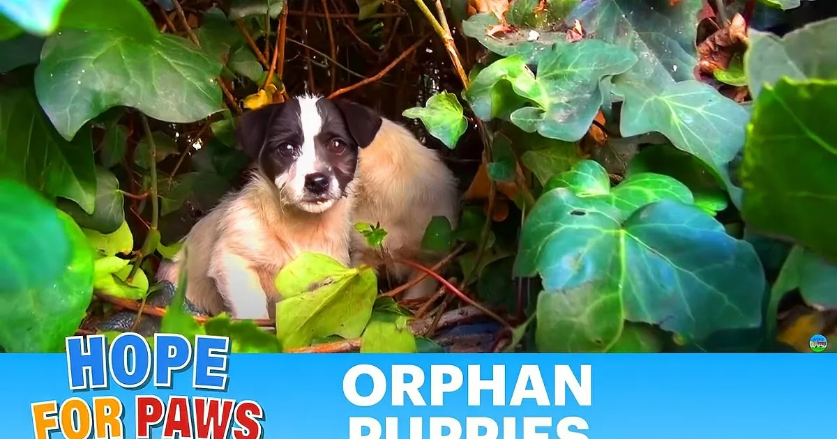 5 Stray Puppies Were Waiting for Their Mom, but Watch Who Comes to Their Rescue Instead! Wow!