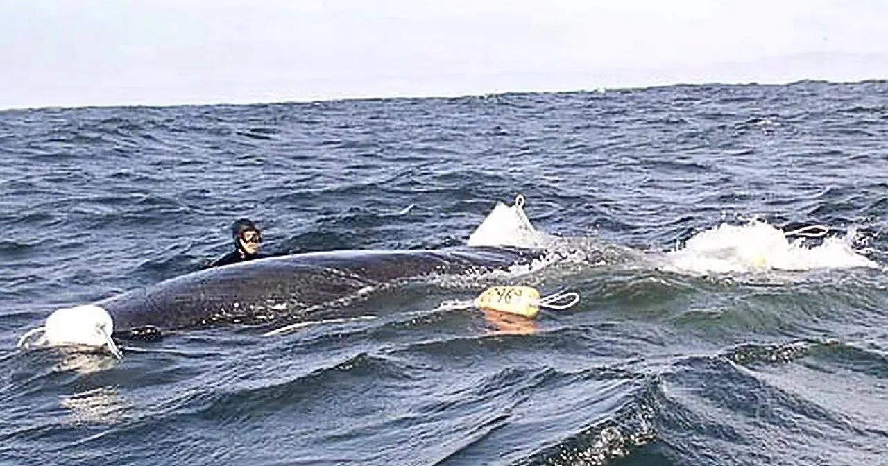 This Poor Whale Was Entangled in a Net. Now Watch Closely What These Humans Did for Him!