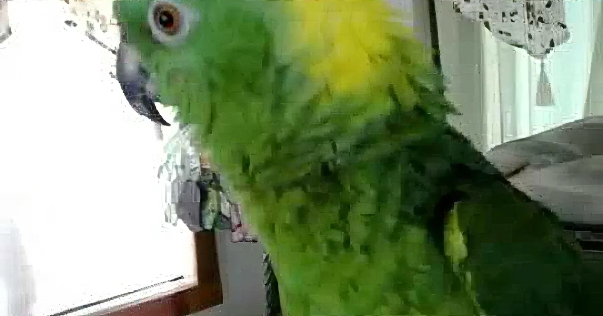 He Was Filming His Bird on Camera, but When the Bird Started Doing This out of Nowhere? Rofl!