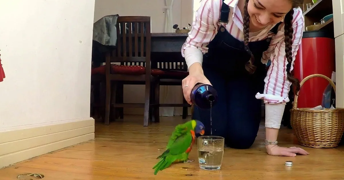 A person pours water into a glass as a green parrot drinks from it on a wooden floor.