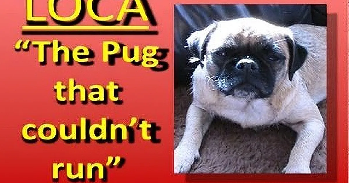 A pug named Loca, with a sad expression, is featured in a poster with text about her inability to run.