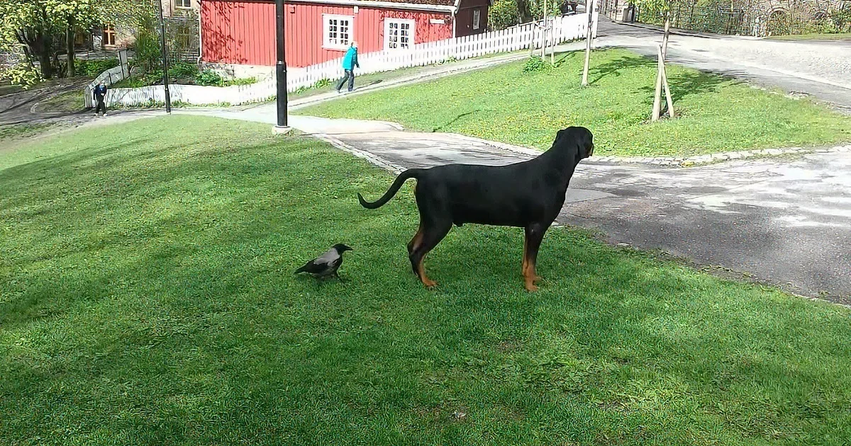 A black dog stands on grass, facing away, with a crow nearby, and a red building in the background.