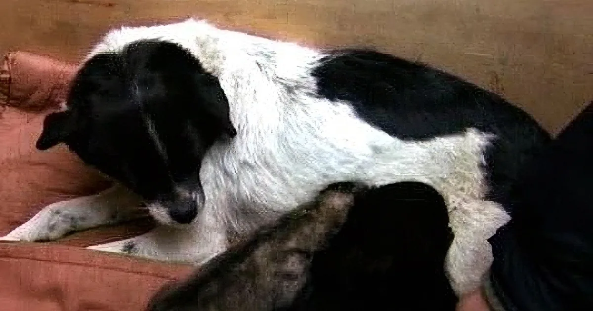 A black and white dog is lying down on a brown surface, appearing relaxed.