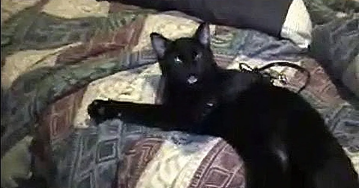 A black cat with a white patch on its chest is sitting on a patterned bedspread, looking up.