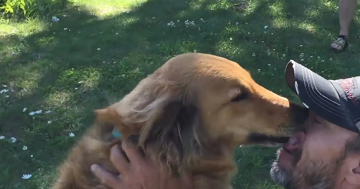 A golden retriever is playfully interacting with a person in a grassy area, showing affection.