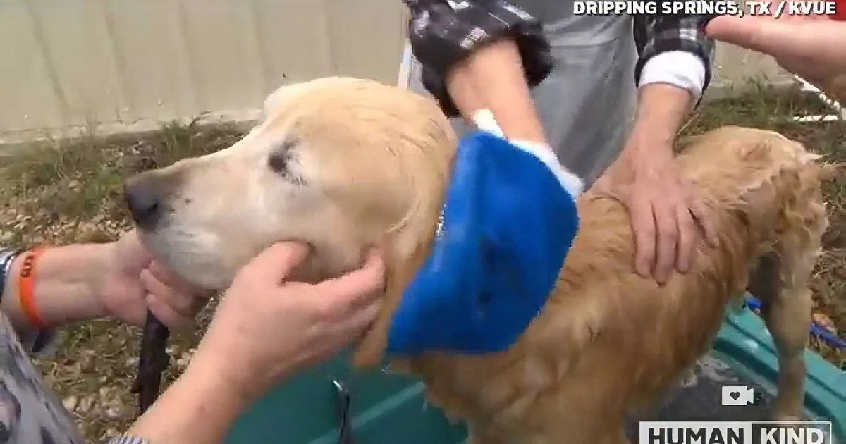 A golden retriever is being bathed by people with blue gloves, in a green tub.