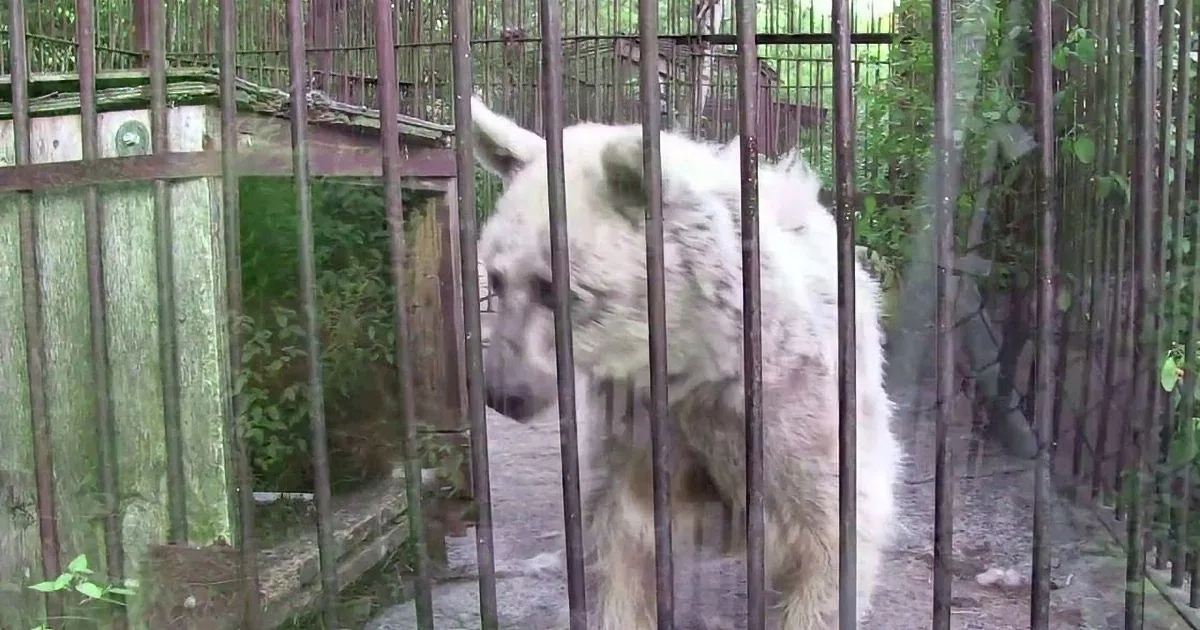 A white bear stands behind metal bars in a zoo enclosure, surrounded by greenery.