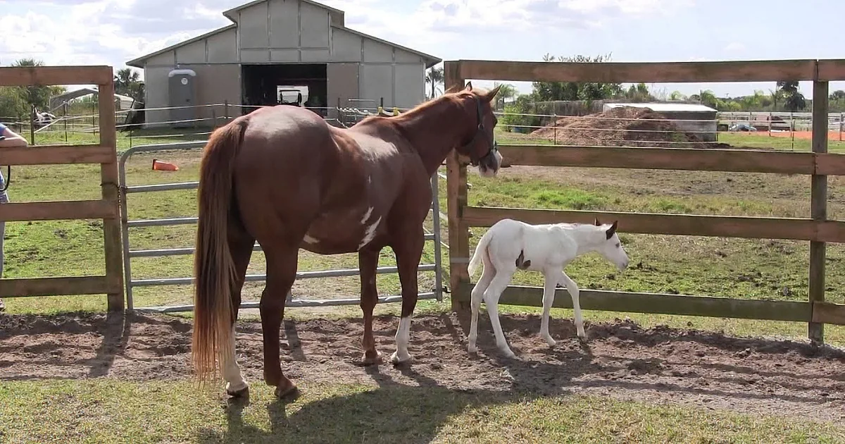 At Only 2 Days Old, This Rare Filly Is Already Checking Things Out