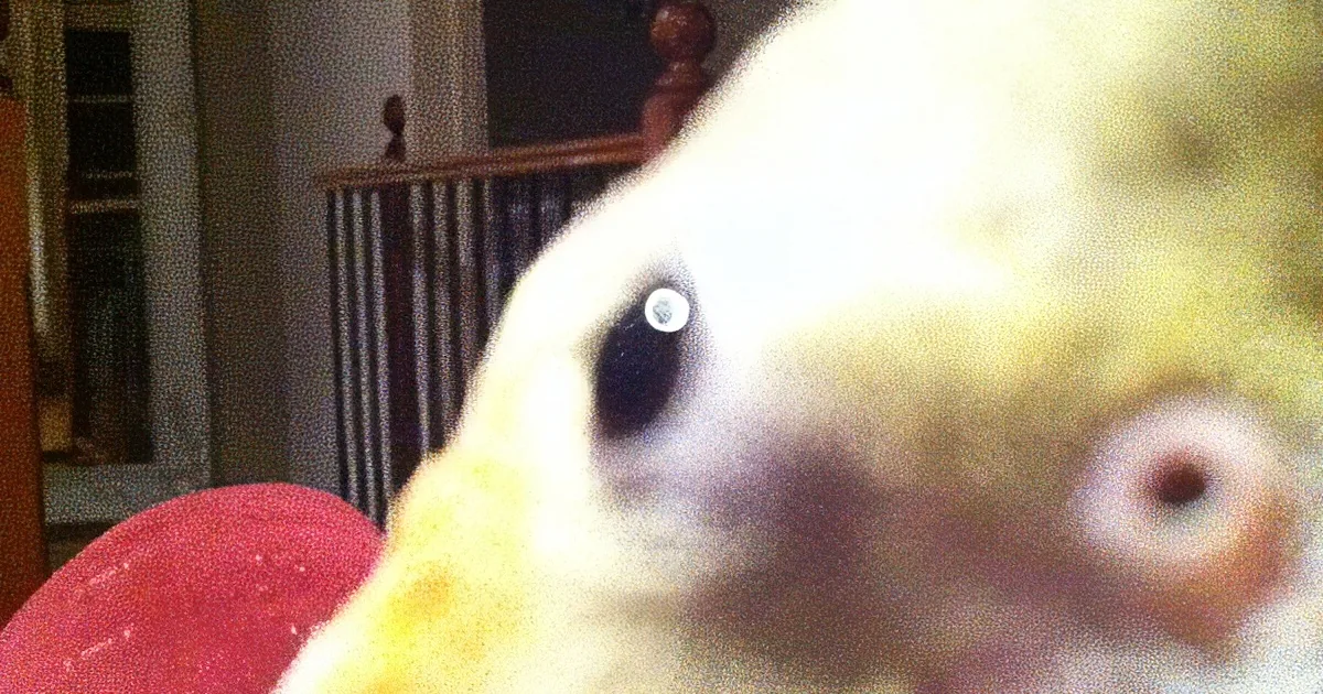 I''ve Heard Birds Say Many Things Before. but What This Cockatiel Did? I Can''t Believe It!