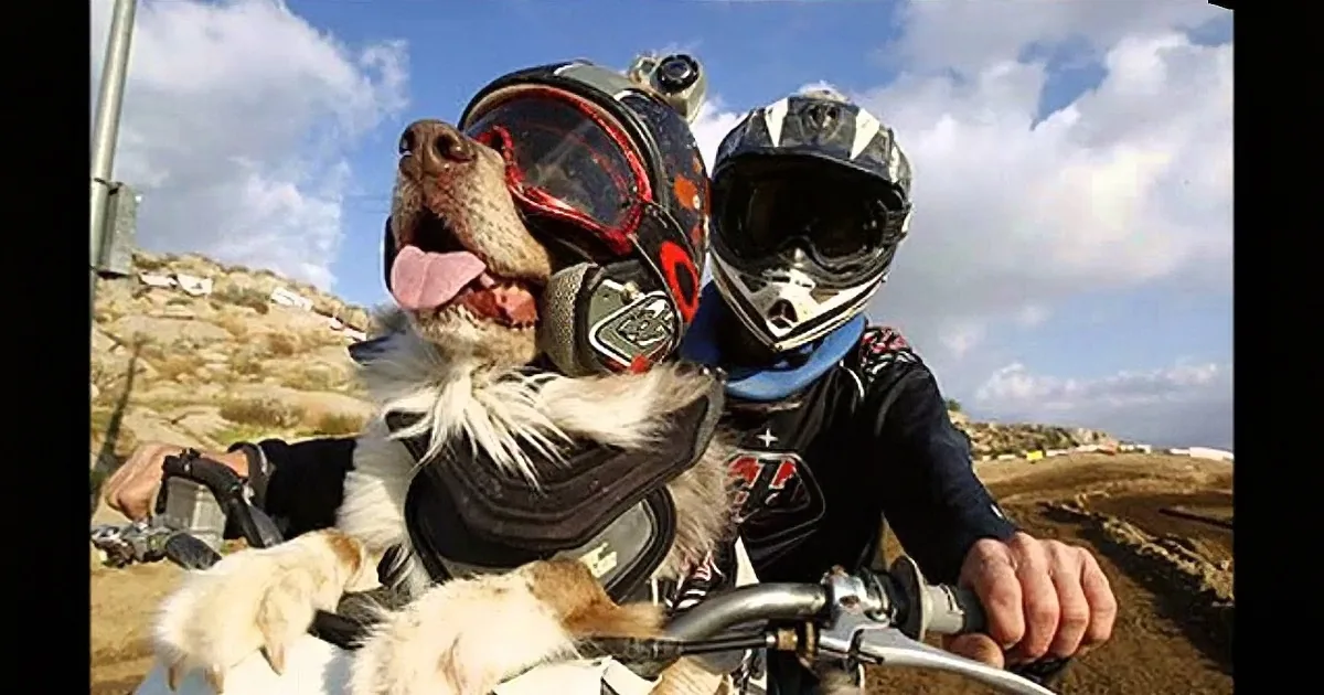 A dog wearing a helmet and goggles sits on a dirt bike, tongue out, with a rider in the background.