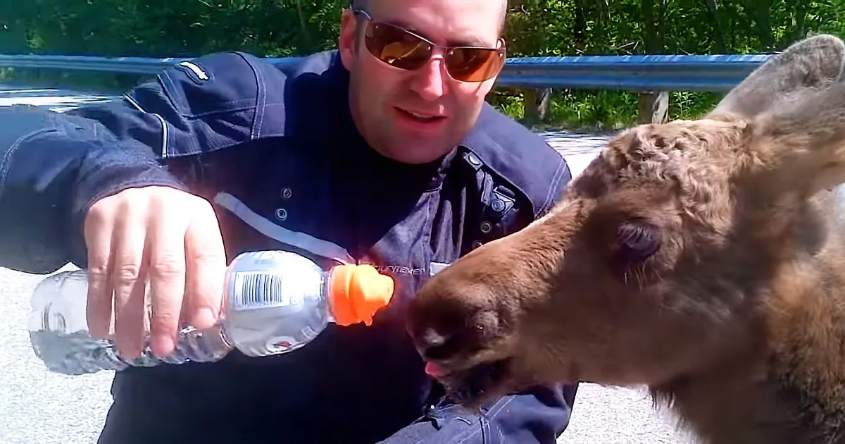 They Saw a Stranded Baby Moose on the Highway. What These Bikers Did Moved My Heart
