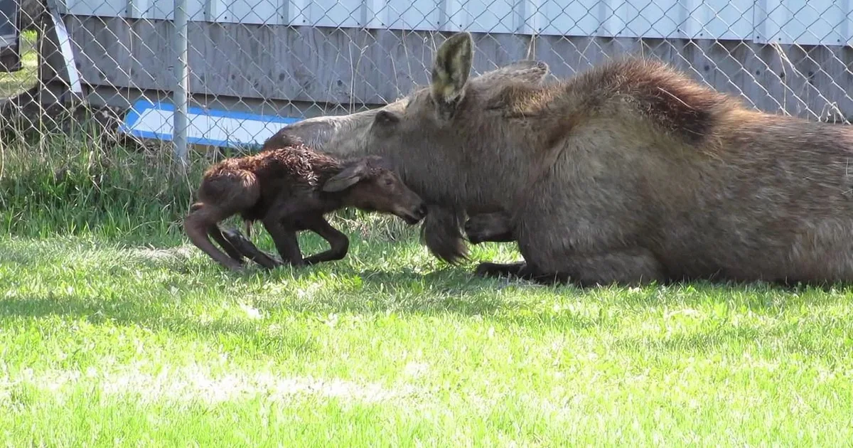 A baby moose runs towards its mother, both lying on a grassy field near a fence.