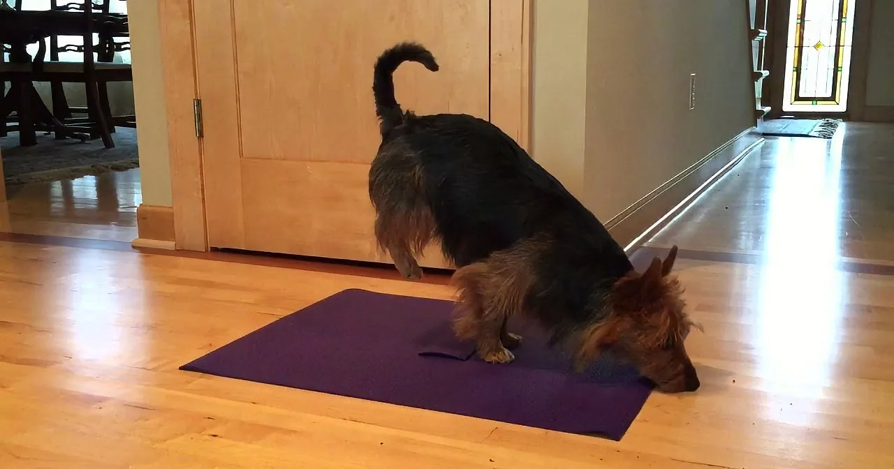 A dog is lying on a purple yoga mat on a wooden floor, with its head down and tail up.