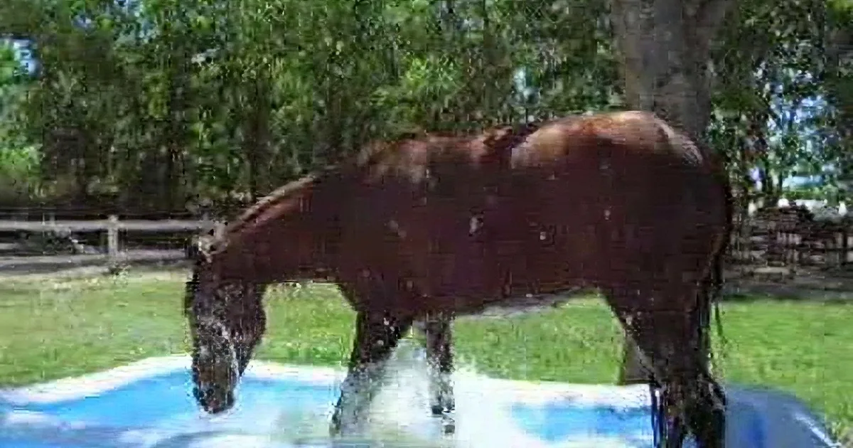 A dark brown horse splashes water in a pool, surrounded by trees and grass.
