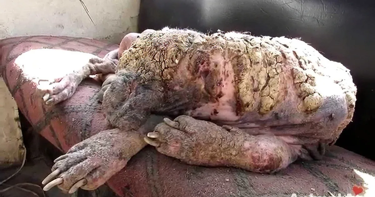 A severely injured, mangled animal with exposed flesh and bones lies on a red surface.
