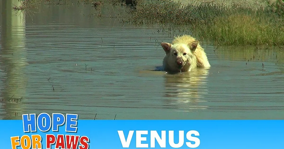 A white bear cub stands in shallow water, surrounded by grass and mud, with text about saving a Coonshenpan bear in a desert.
