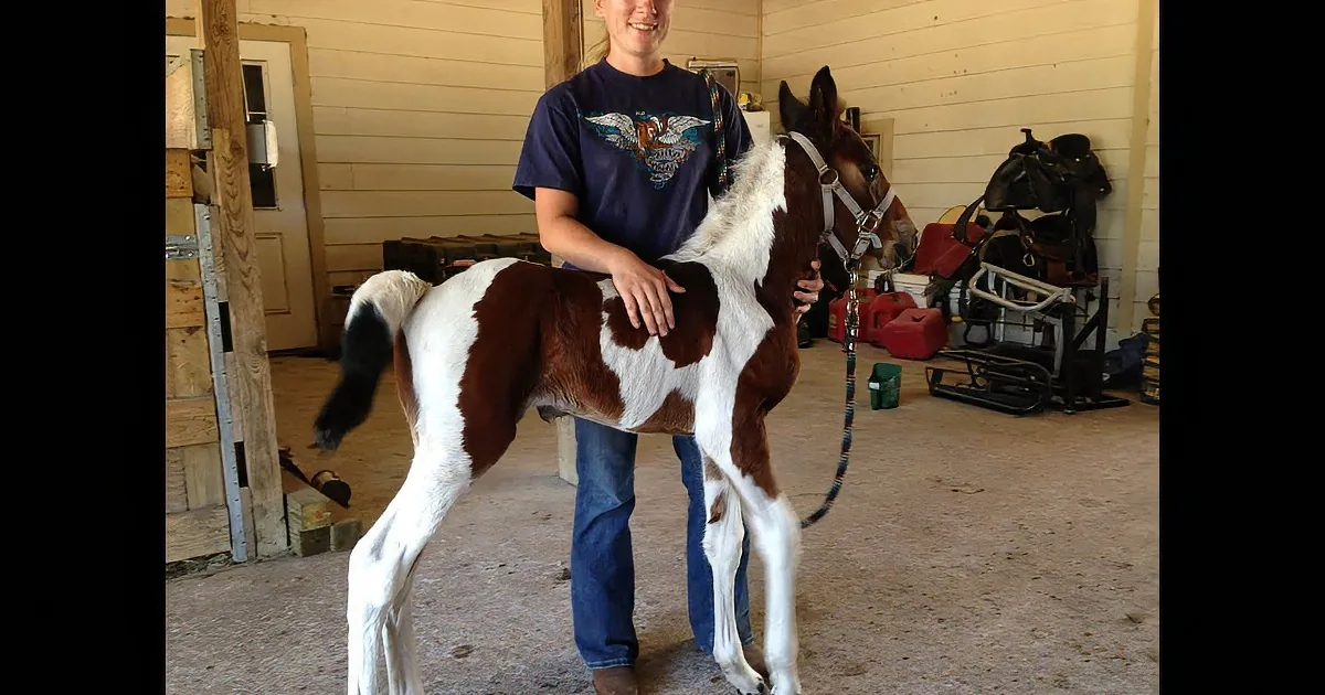 Baby Horse Loves to Play Outside. but Wait Till You See Who Shows up on the Camera Next! LOL!