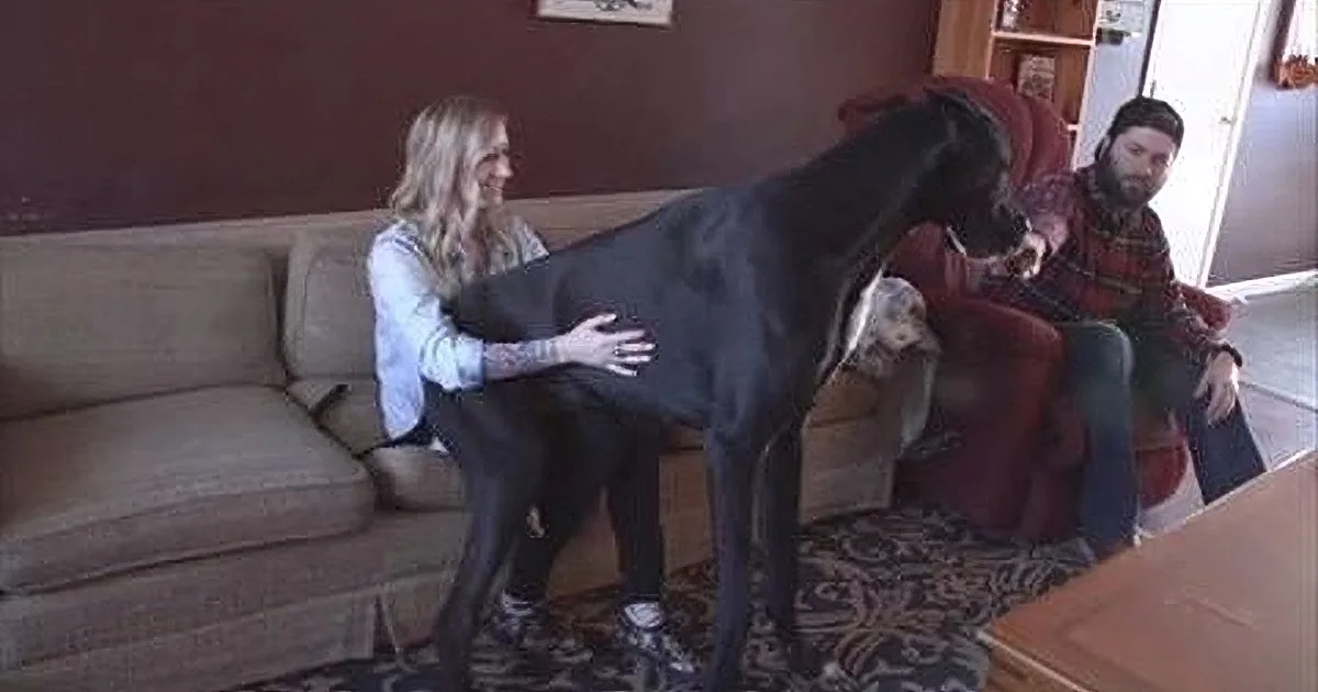 A woman holds a large black dog on a couch while a man in a plaid shirt sits nearby.