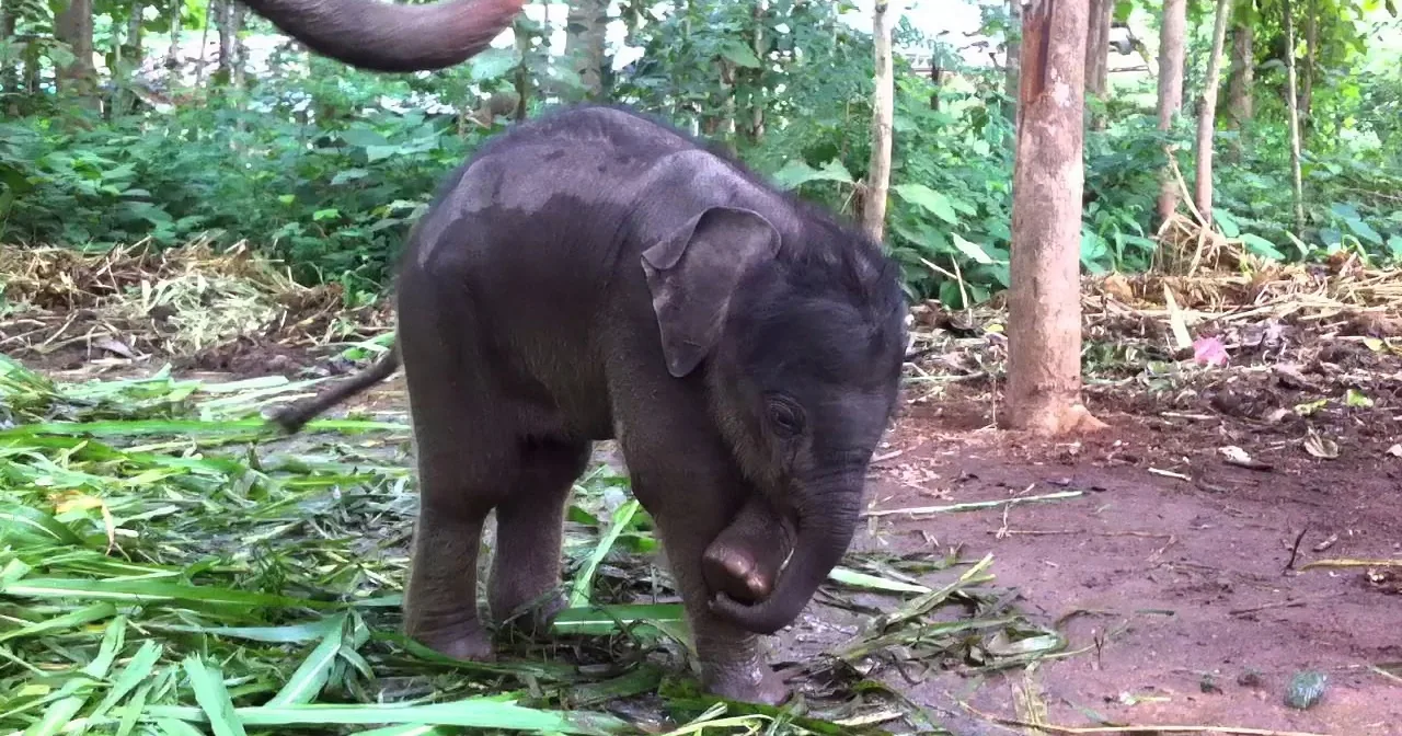 A baby elephant stands amidst greenery, surrounded by trees and dirt, appearing curious and small.