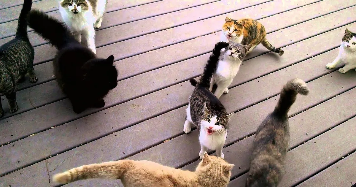 A group of cats of various colors and sizes are gathered on a wooden deck.