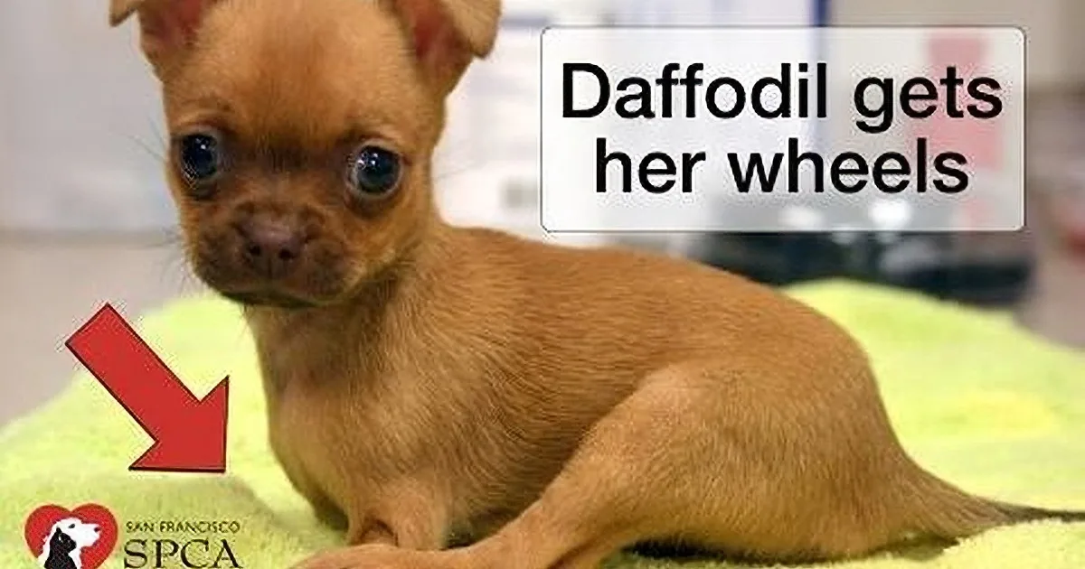 A small Chihuahua puppy named Daffodil is lying on a green surface, with text indicating she's getting wheels.