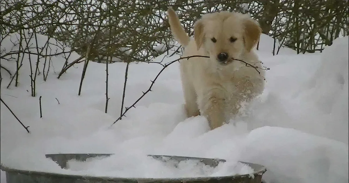 A golden retriever puppy sits in the snow, holding a twig in its mouth.