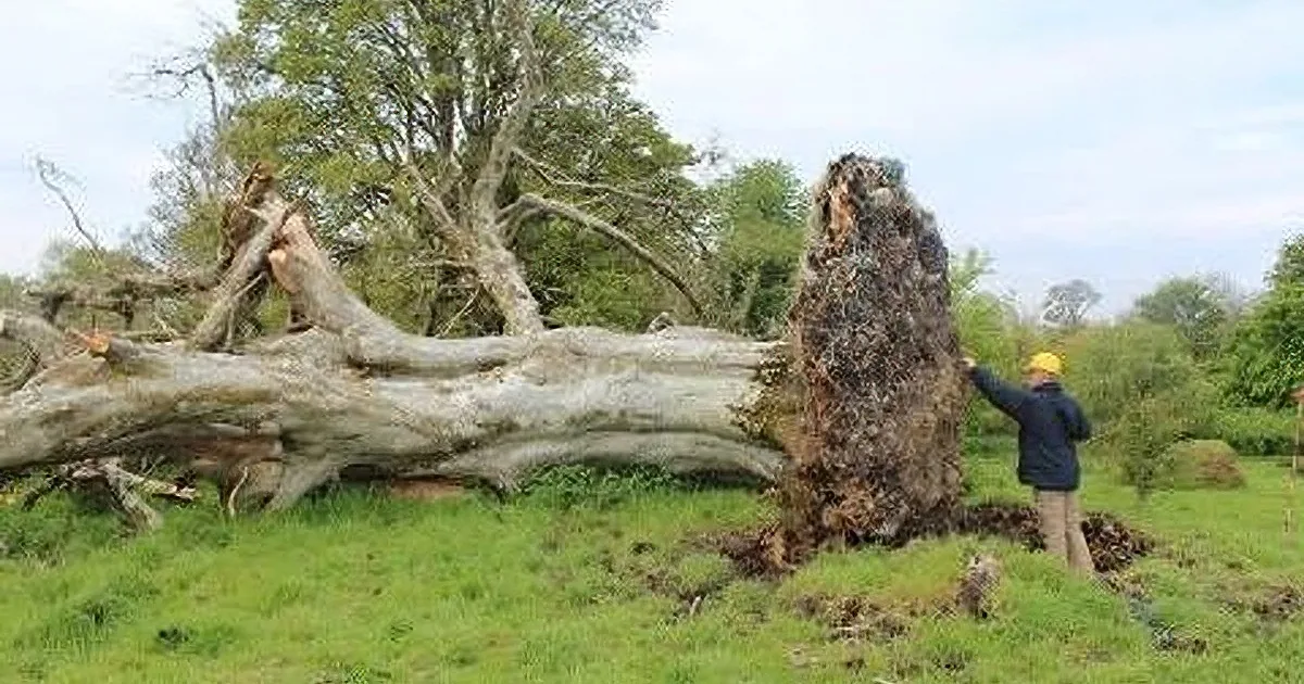 Strong Winds From a Storm Uprooted a Tree. What the Irish Found Underneath It Is Surprising!