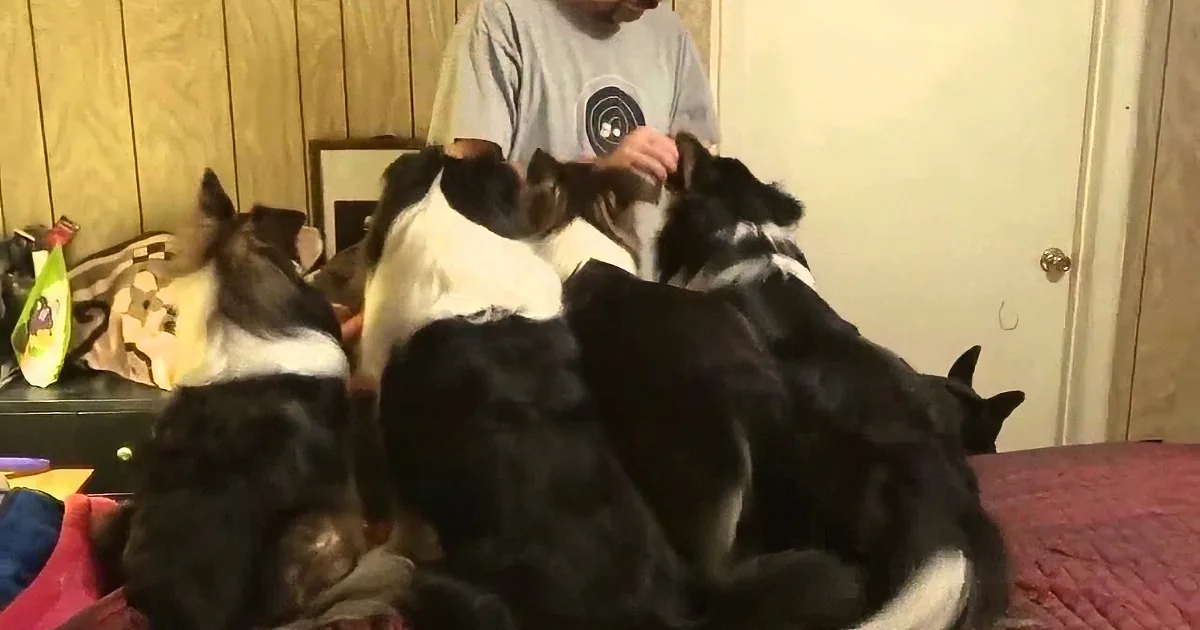 A man sits surrounded by a group of black and white dogs on a red bedspread.