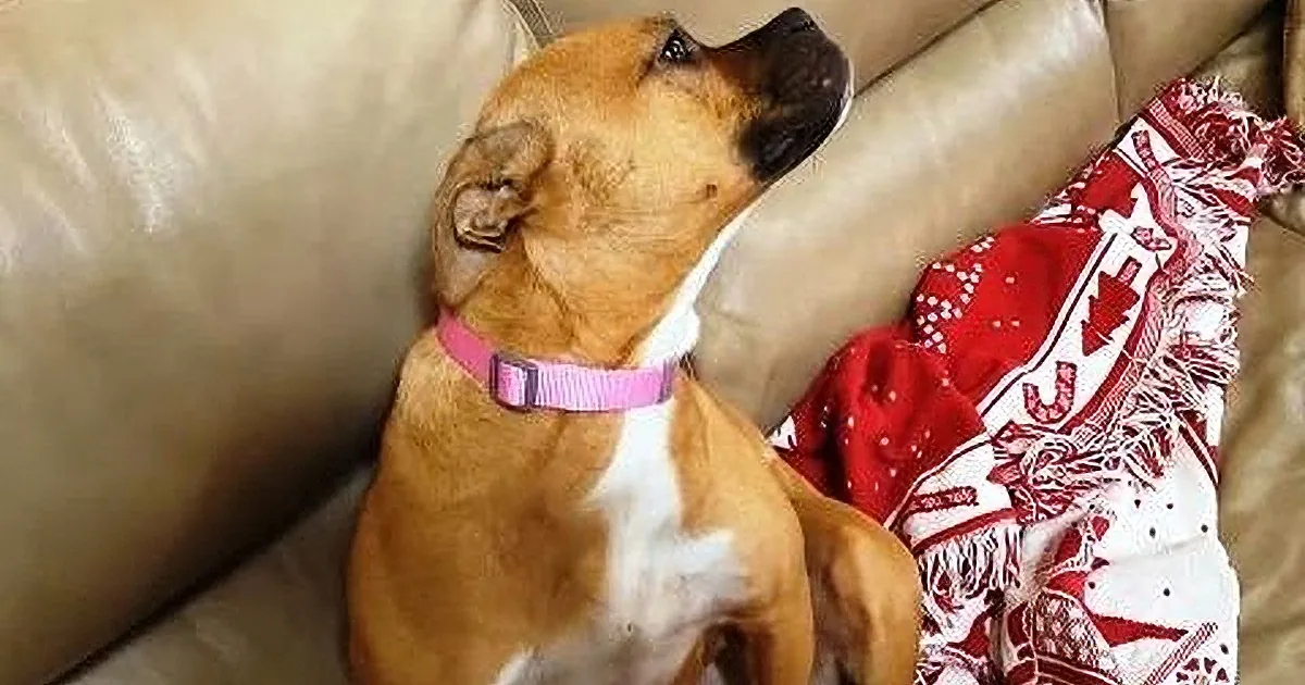 A dog wearing a pink collar rests on a beige couch, surrounded by red and white patterned fabric.