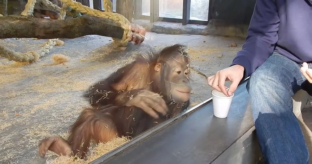 An orangutan lies on straw-covered ground, watching a person holding a cup near a wooden barrier.
