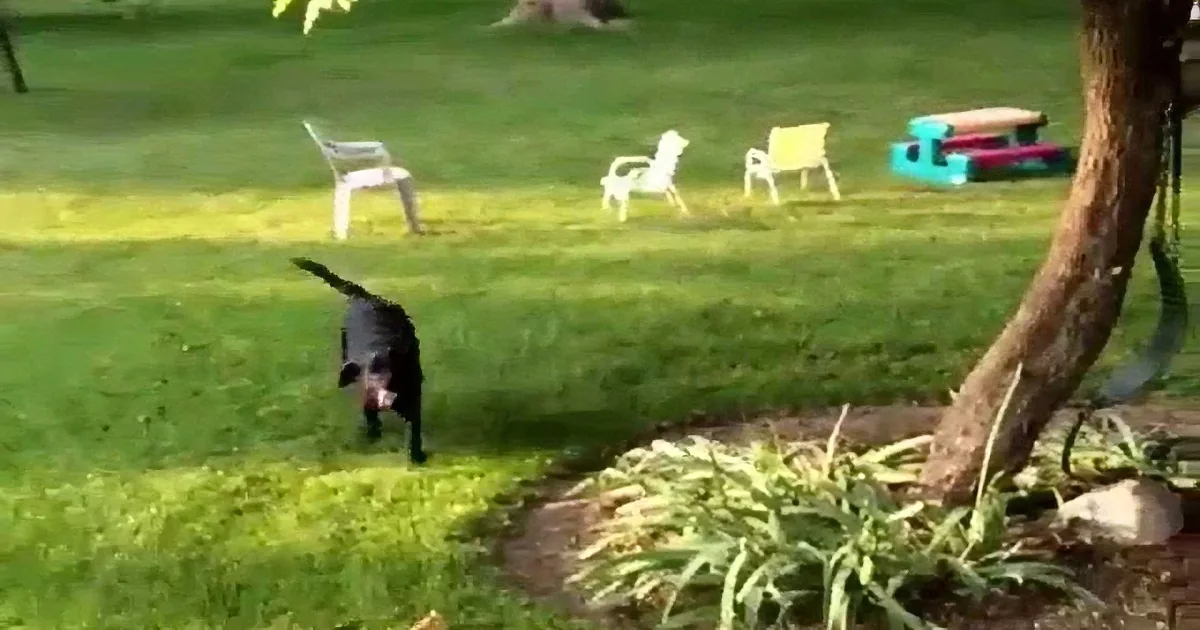 A black dog runs across a grassy yard with a tree and chairs in the background.