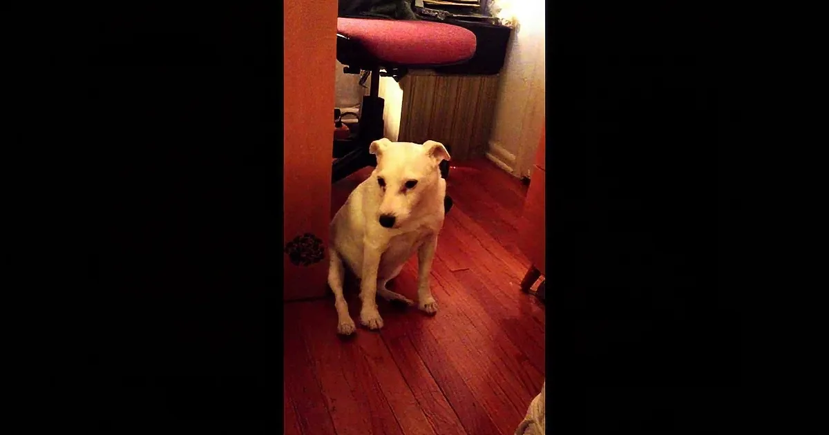 A white dog sits on a wooden floor, looking slightly to the left.