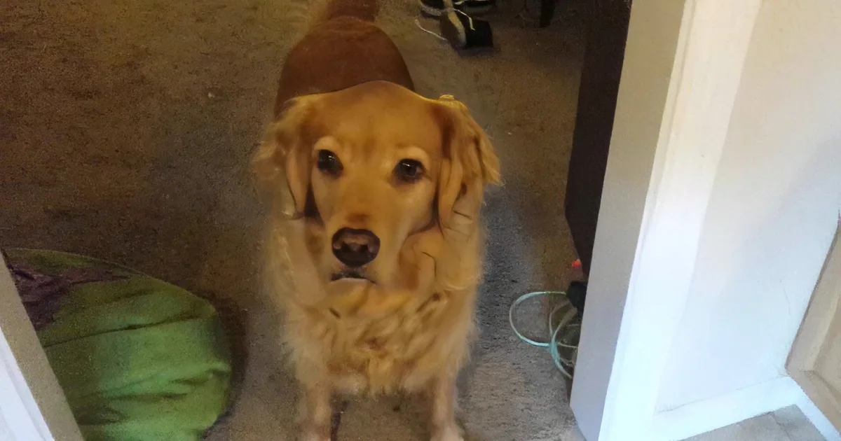 A golden retriever sits on a carpeted floor, looking up with a curious expression.