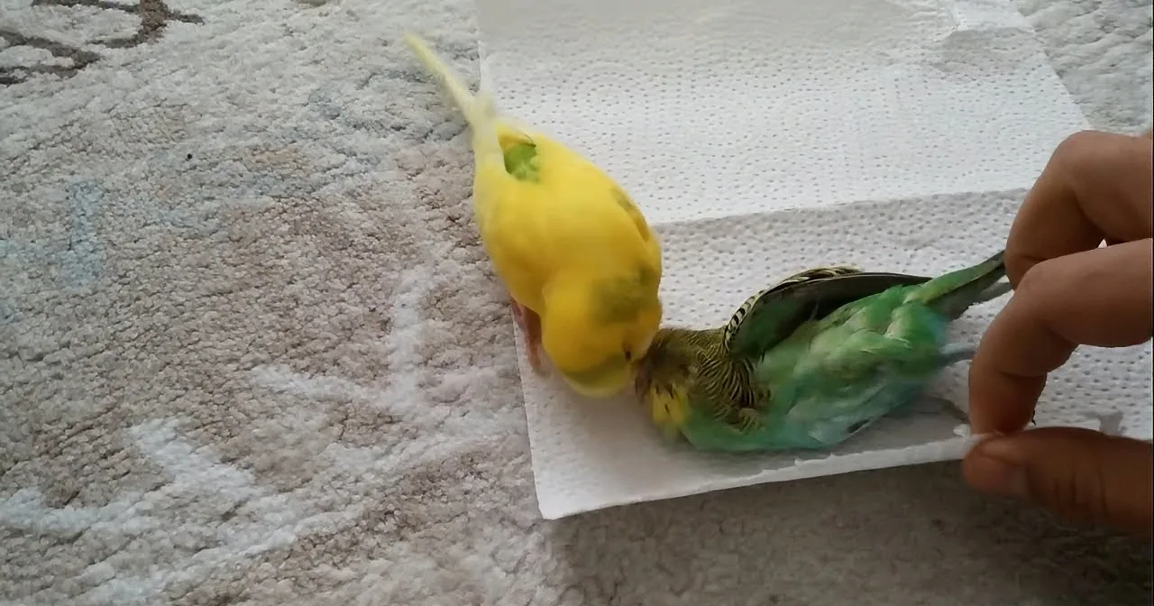 A yellow and green parakeet is perched on a paper towel, with a hand holding the edge of the towel.